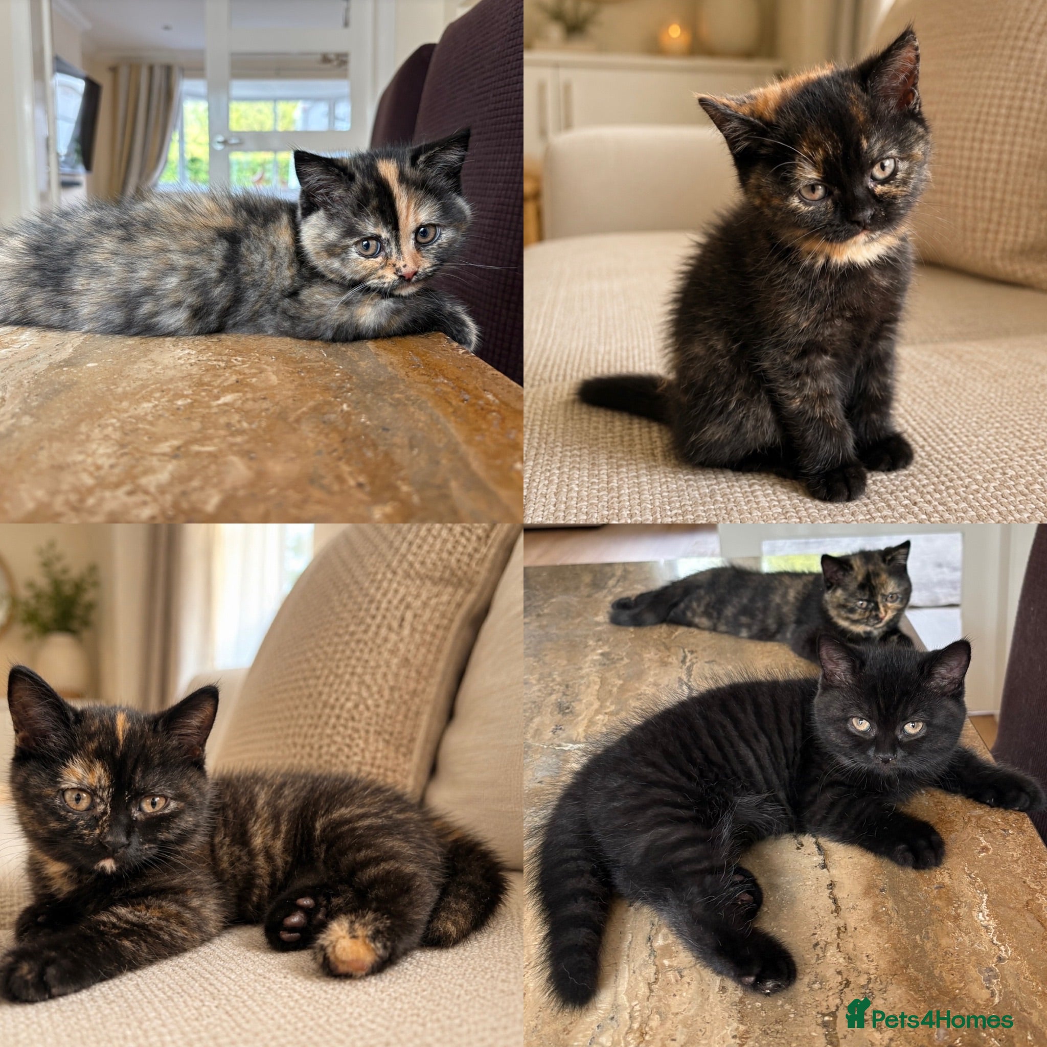 British Shorthair cats 7 beautiful gccf reg -British short hair kittens  - Advert 12