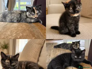 British Shorthair cats 7 beautiful gccf reg -British short hair kittens - Advert 12