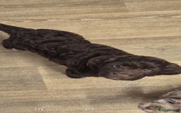 Cocker Spaniel dogs for stud: Merle Cocker Spaniel stud  - Image 5