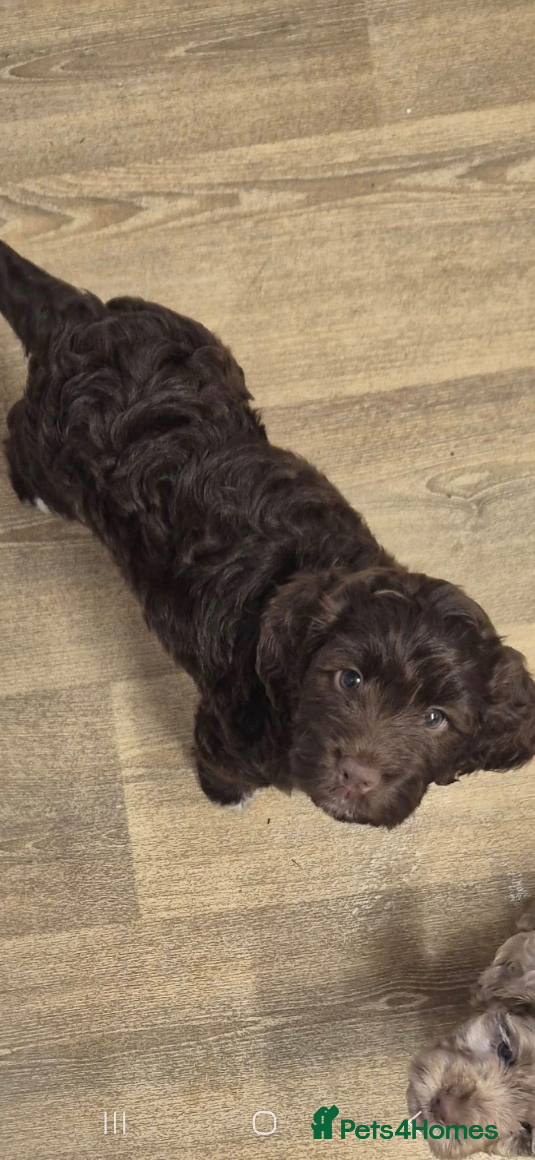 Cocker Spaniel dogs for stud: Merle Cocker Spaniel stud  - Image 5