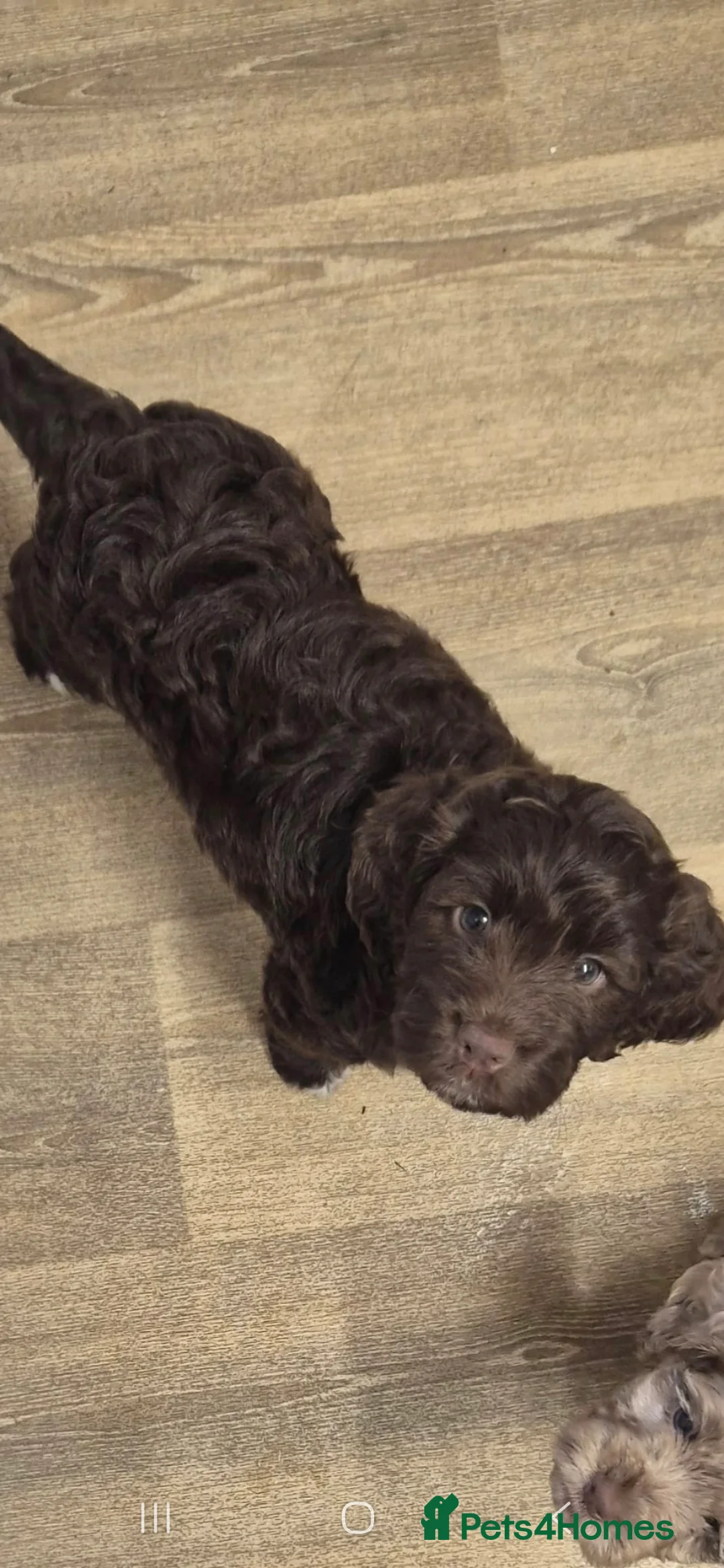 Cocker Spaniel dogs for stud: Merle Cocker Spaniel stud  - Advert 6