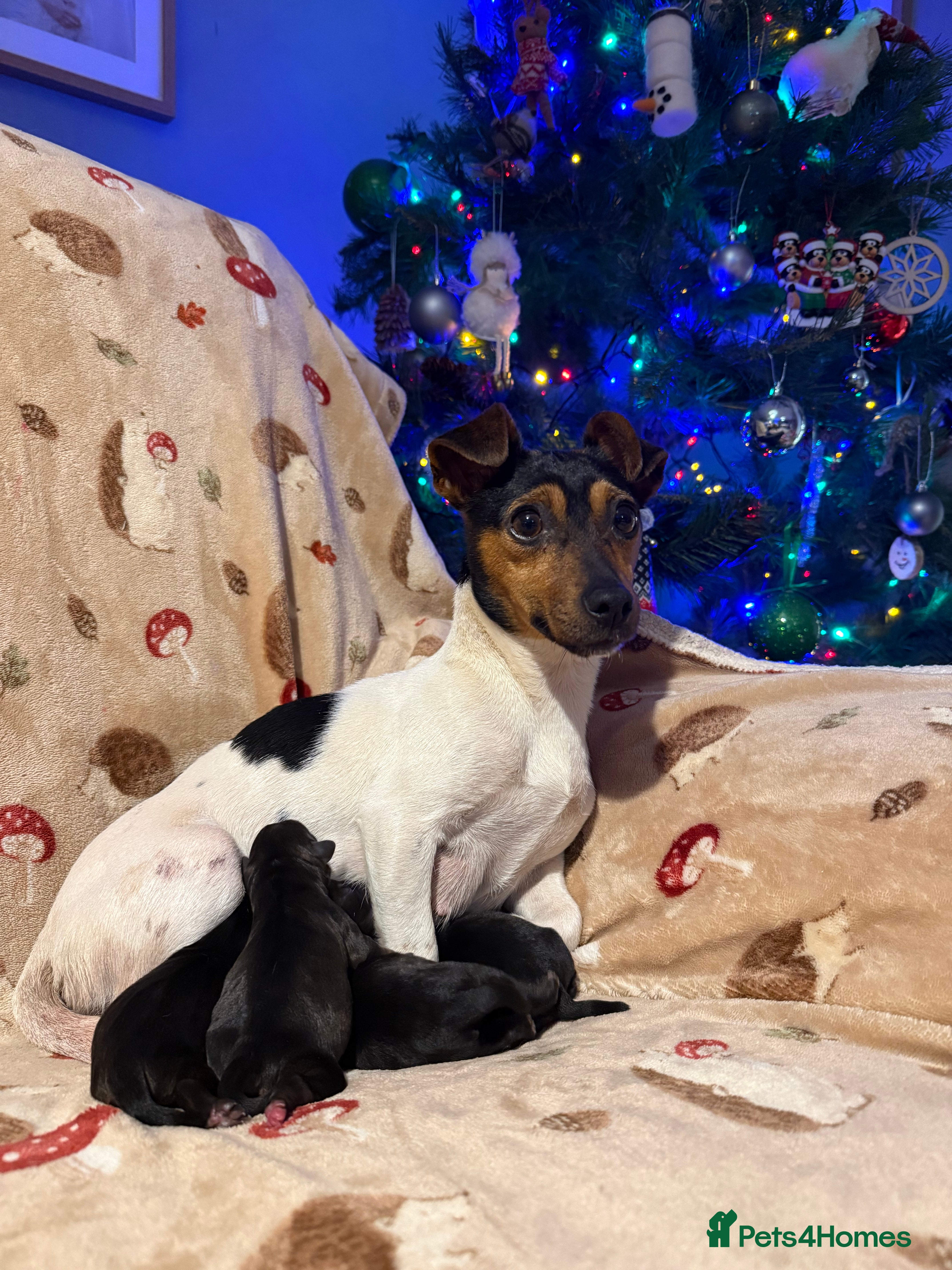 Jackapoo dogs Jackapoo puppies  - Advert 1