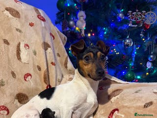 Jackapoo dogs Jackapoo puppies - Advert 2