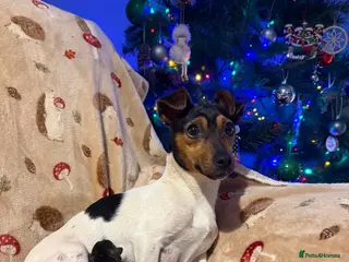 Jackapoo dogs Jackapoo puppies - Advert 4