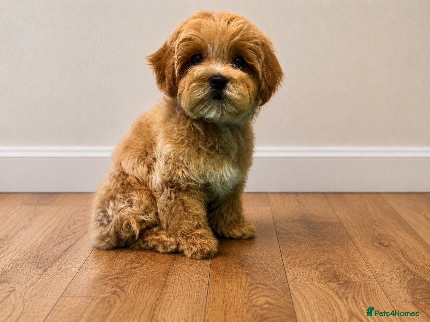 Maltipoo dogs Unique Asian Maltipoo puppies.DNA tested parents. - Advert 2