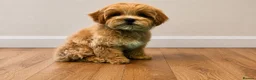 Maltipoo dogs for sale: Tiny Asian Maltipoo. DNA tested parents. - Advert 13