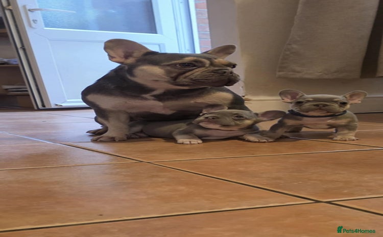 French Bulldog dogs - Advert 1