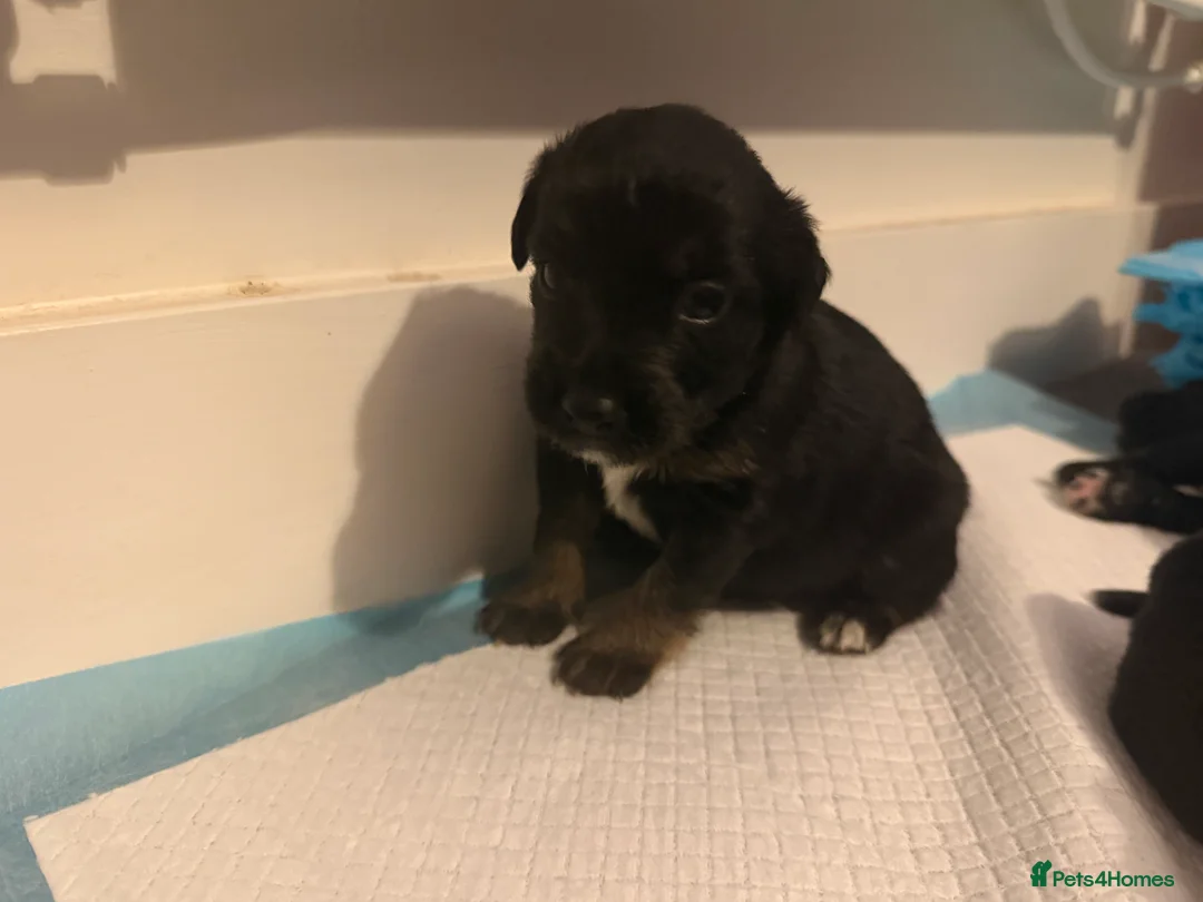 Mixed Breed dogs for sale: Lovely Cockapoo/Border Collie puppies in Abergavenny - Advert 25