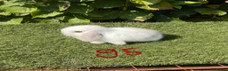 Mini Lop rabbits for sale: Pure bred mini lops . - Advert 24