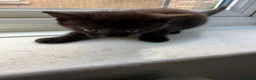 British Longhair cats for sale: Beautiful longhair kittens for SALE! - Advert 33