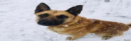 Belgian Shepherd Dog dogs for sale: Belgian malinois puppy’s  in Wrexham - Advert 12