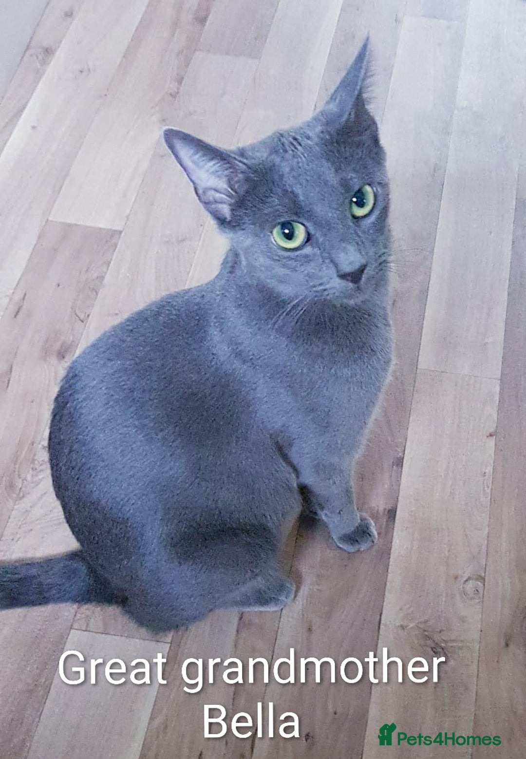 Russian Blue cats for sale: Intelligent & Balanced Russian Blue Cross Kittens - Image 10