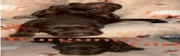 Cocker Spaniel dogs for sale: 🐾 Beautiful working cocker spaniel puppies 🐾  - Advert 3