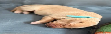 Labrador Retriever Puppy (blue)