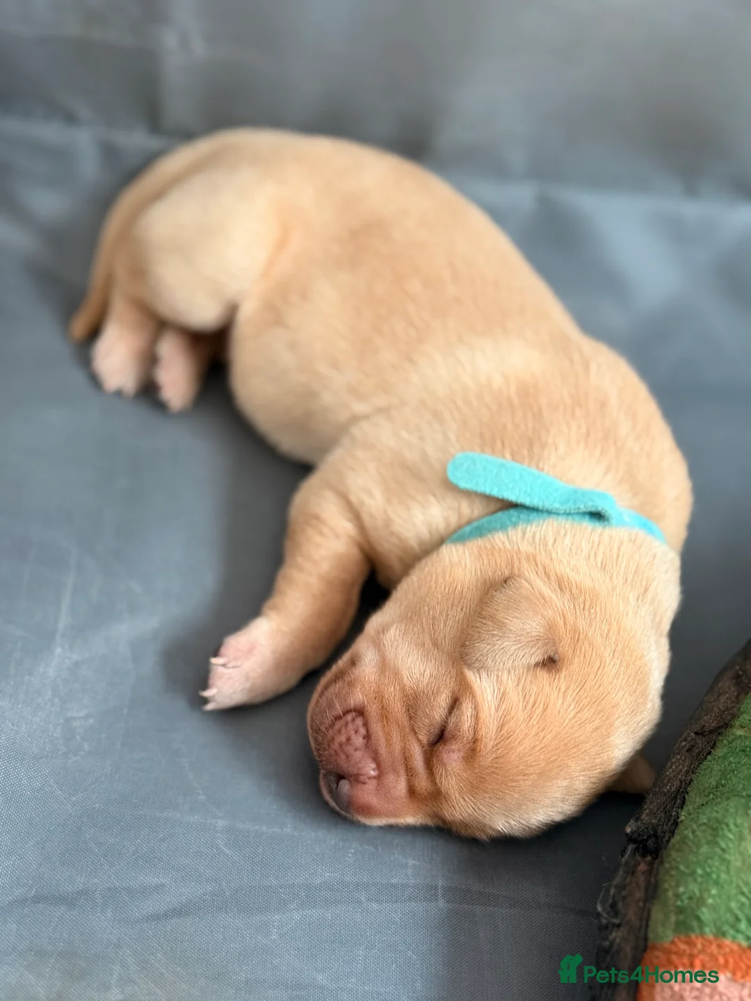 Labrador Retriever dogs for sale: Beautiful Labrador Puppies  - Advert 10