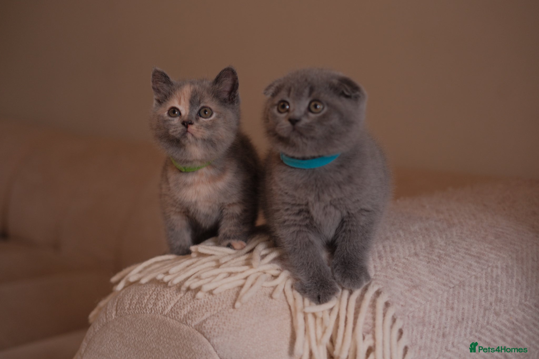 Scottish Fold cats for sale: Stunning Scottish Fold & Straight Kittens! 🐾 - Advert 1