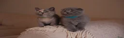 Scottish Fold cats for sale: Stunning Scottish Fold & Straight Kittens! 🐾 - Advert 1