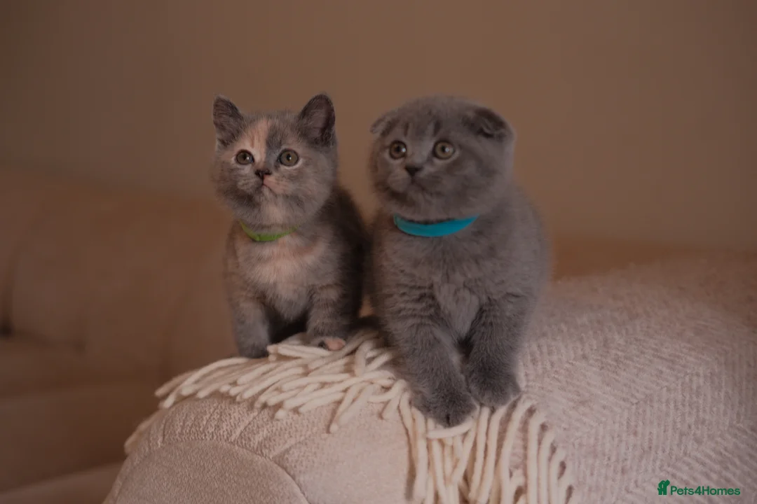 Scottish Fold cats for sale: Stunning Scottish Fold & Straight Kittens! 🐾 - Advert 1