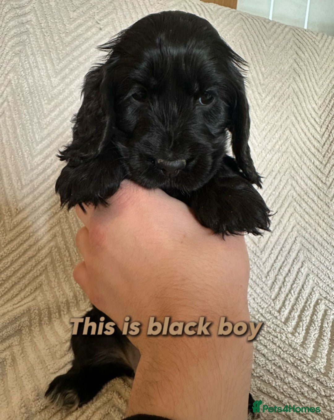 Cocker Spaniel dogs for sale: Show cocker Spaniel puppies ready to leave now - Advert 34