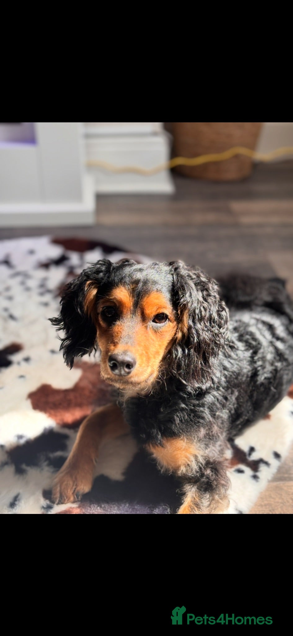 Mixed Breed dogs Yorkiepoo/cockapoo - Advert 17