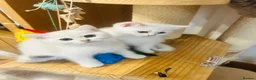 Scottish Fold cats for sale: BEAUTIFUL GIRLS LOOKING FOR FOREVER HOMES - Advert 5