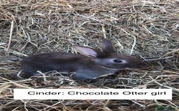 Rex rabbits for sale: Beautiful Purebred Velvet Mini Rex babies  - Image 14