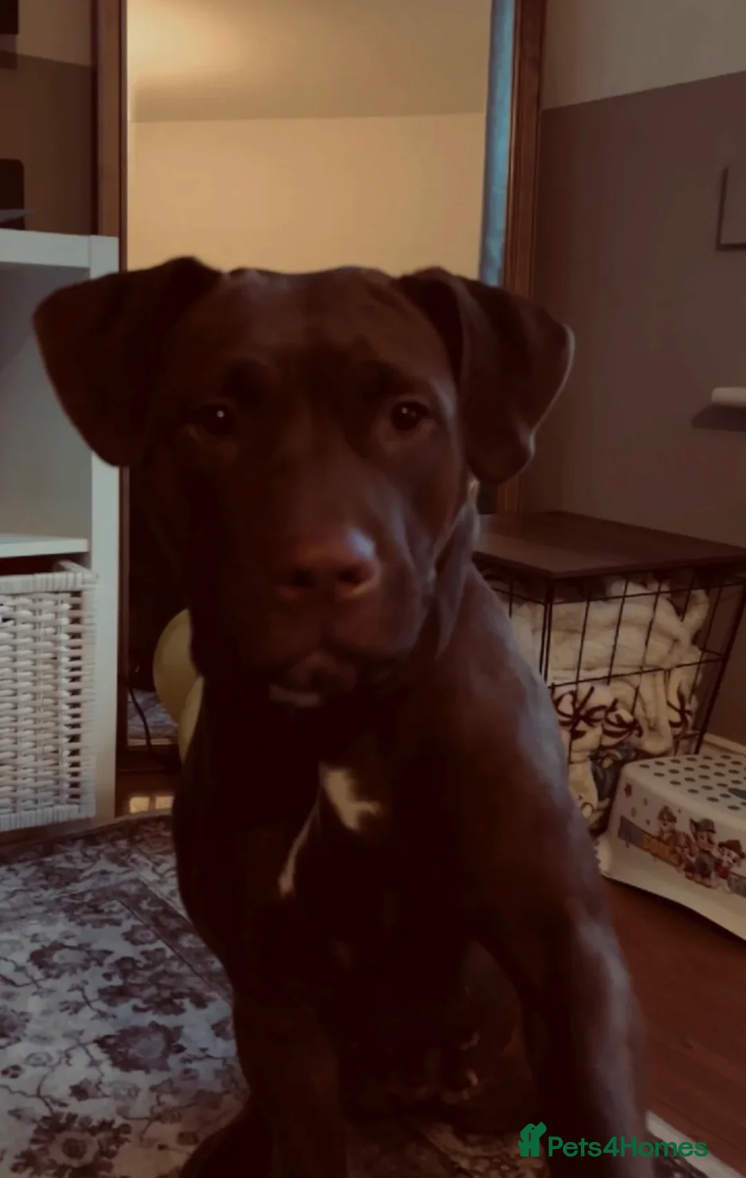 Mixed Breed dogs for sale: Luna staffylab - Advert 1