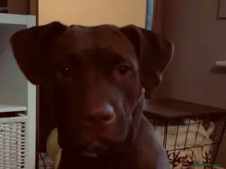 Mixed Breed dogs Luna staffylab - Advert 5