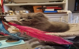 British Longhair cats for sale: Blue & Lilac Gorgeous British longhair kittens - Image 9