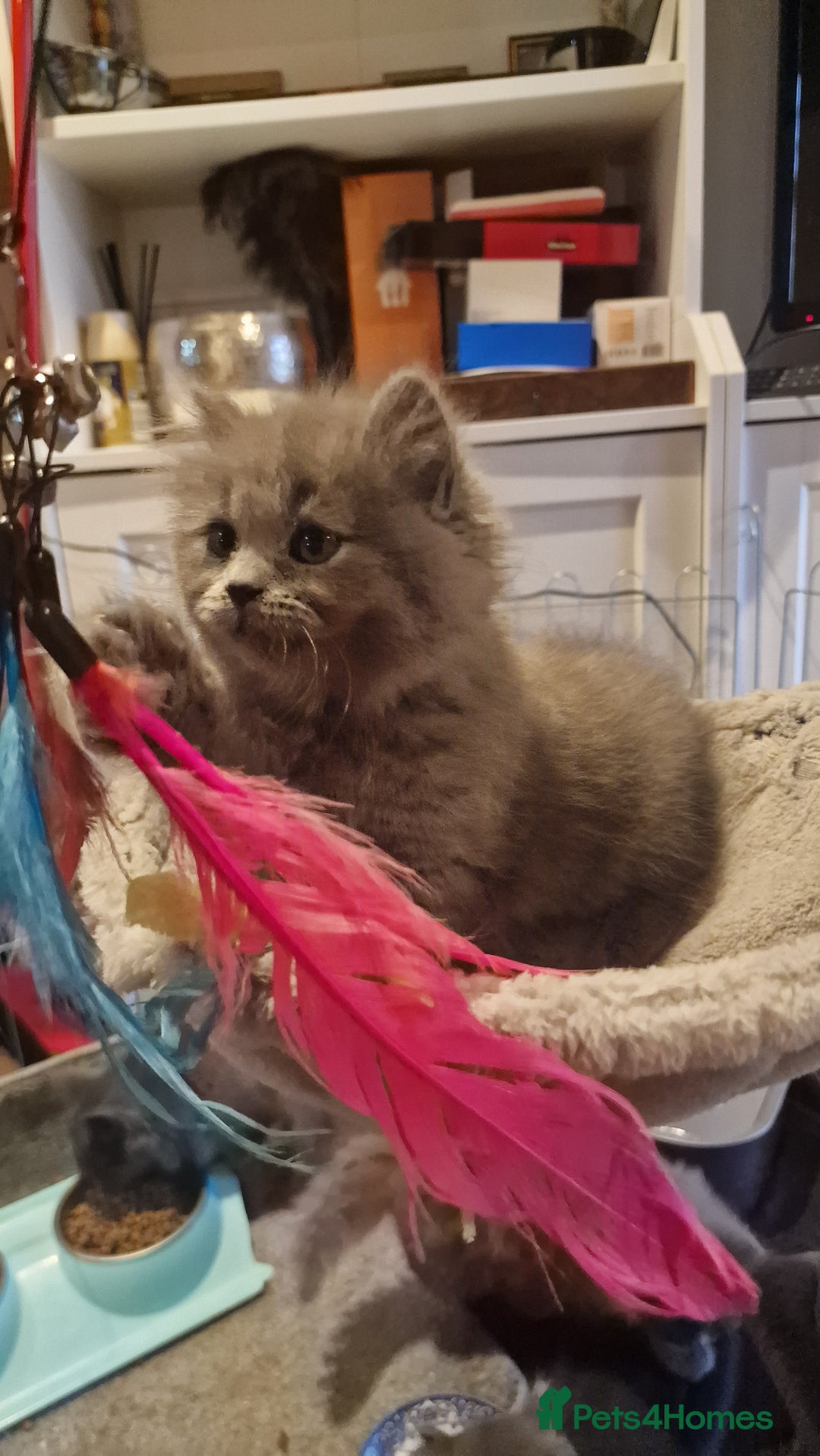 British Longhair cats for sale: Blue & Lilac Gorgeous British longhair kittens - Image 9