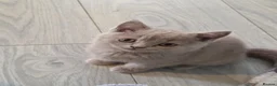 British Shorthair cats for sale: British shorthair kittens active - Advert 9