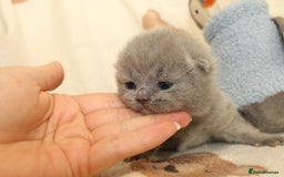 British Shorthair cats for sale: Gccf blue British shorthairs *ready November* - Image 6