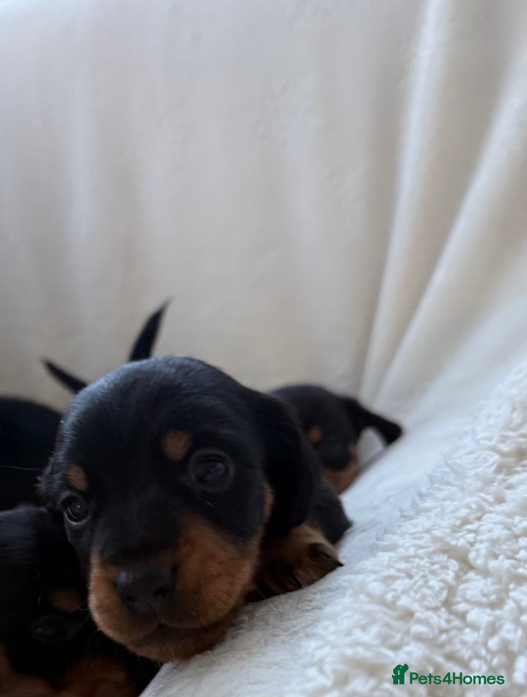 Mixed Breed dogs for sale: Beautiful jackadac puppys  - Advert 11