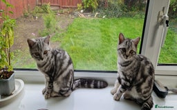 British Shorthair cats for sale: Lovely  British short hair kittens  - Image 9