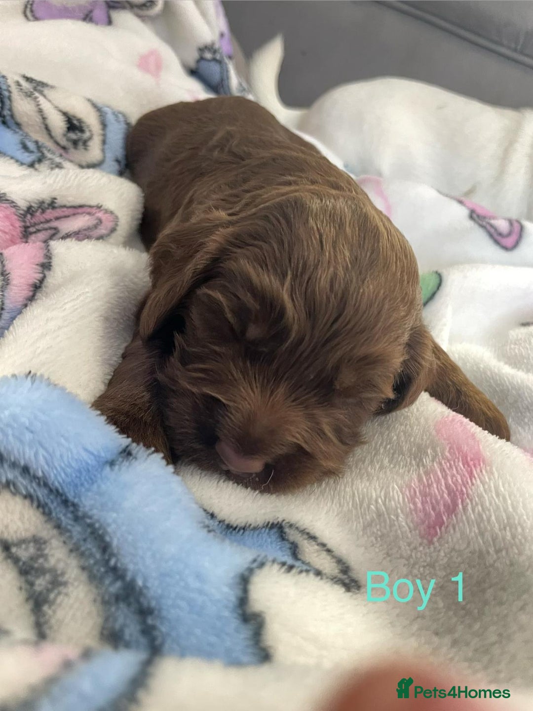 Cockapoo dogs for sale: Beautiful litter of 2 boys 2 girls - Advert 12