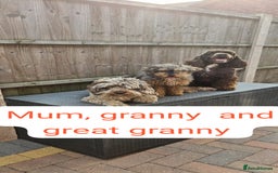 Cockapoo dogs for sale: Beautiful Toy f2 Cockapoos  - Image 19