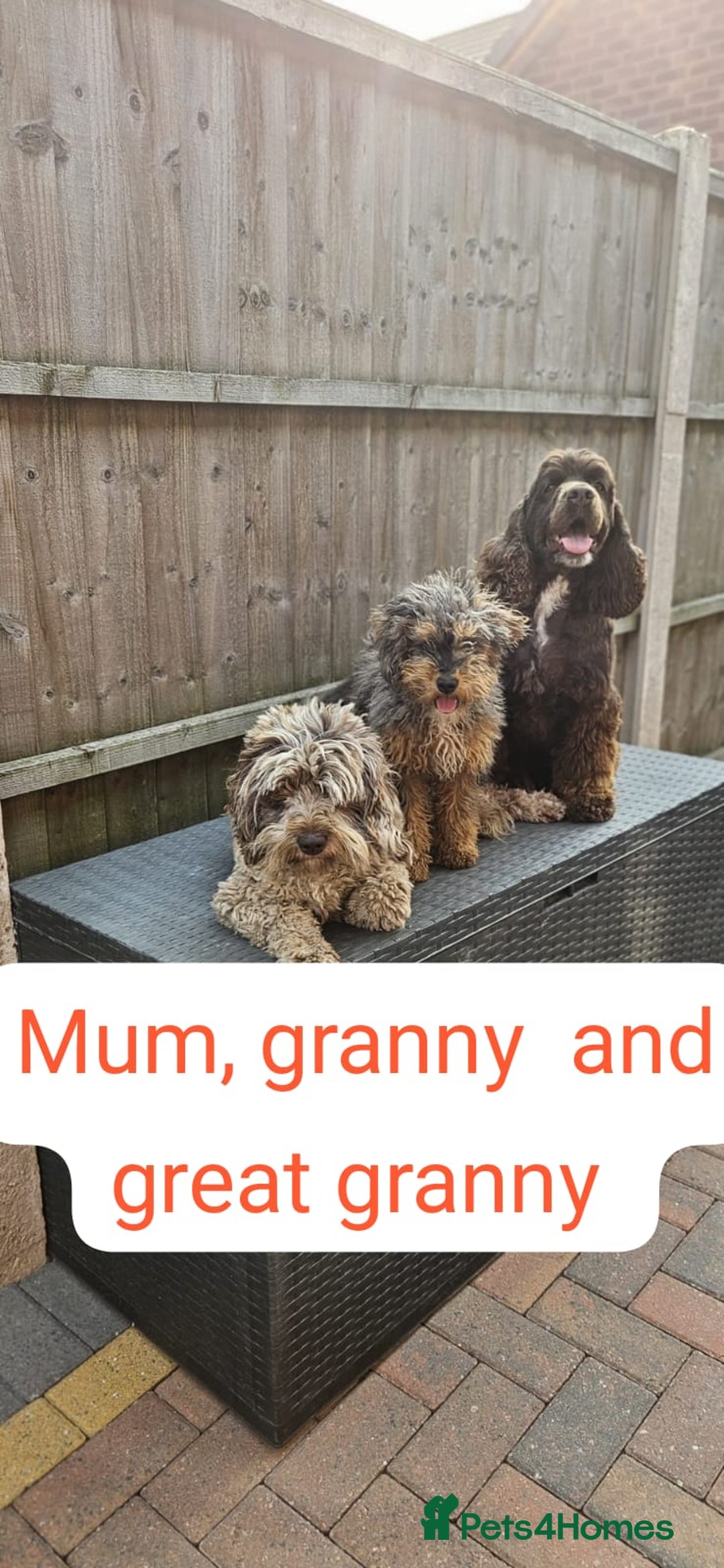 Cockapoo dogs for sale: Beautiful Toy f2 Cockapoos  - Image 19