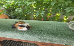 Guinea Pig rodents for sale: Guinea pigs - Image 5