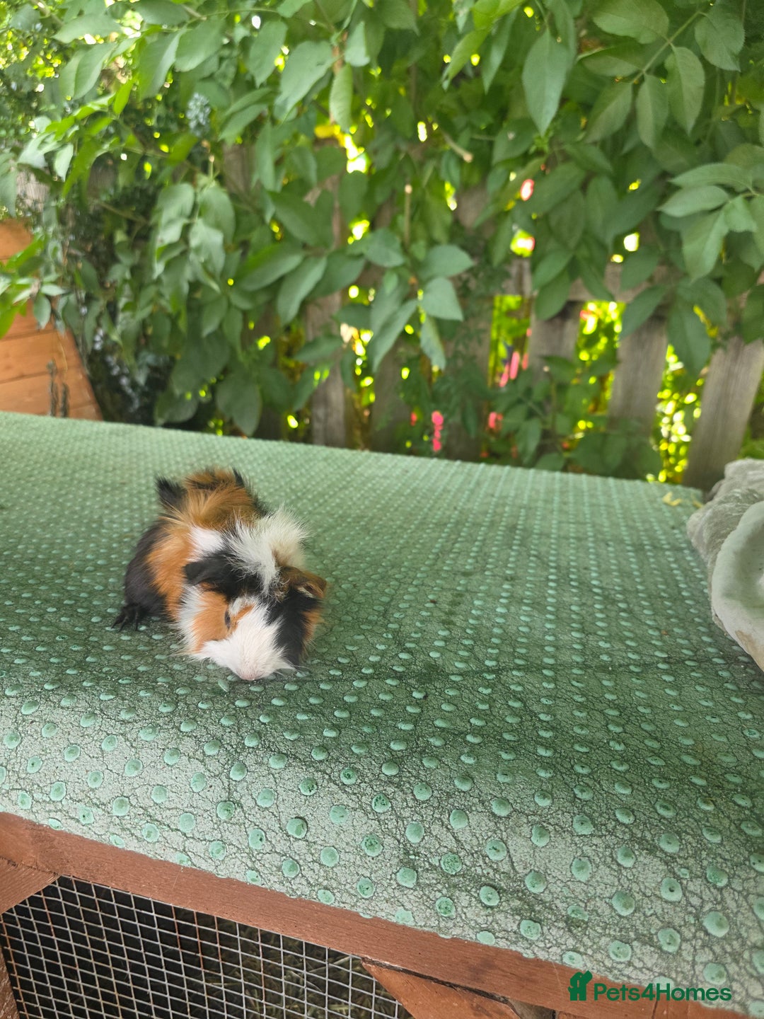 Guinea Pig rodents for sale: Guinea pigs - Image 5