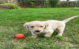Labradoodle dogs for sale: Adorable Labrador doodle pups from KC reg parents - Image 8