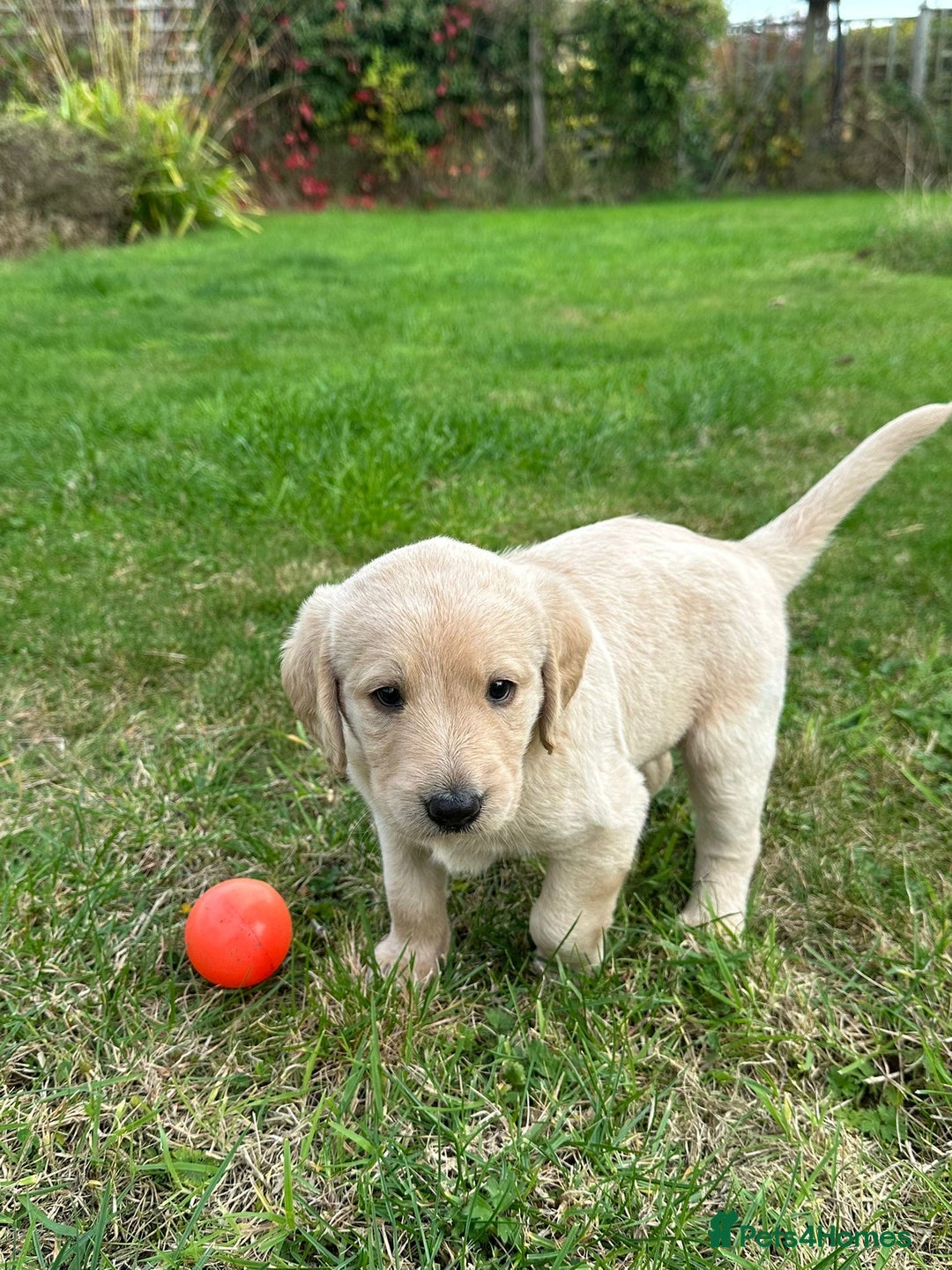 Labradoodle dogs for sale: Adorable Labrador doodle pups from KC reg parents - Image 8
