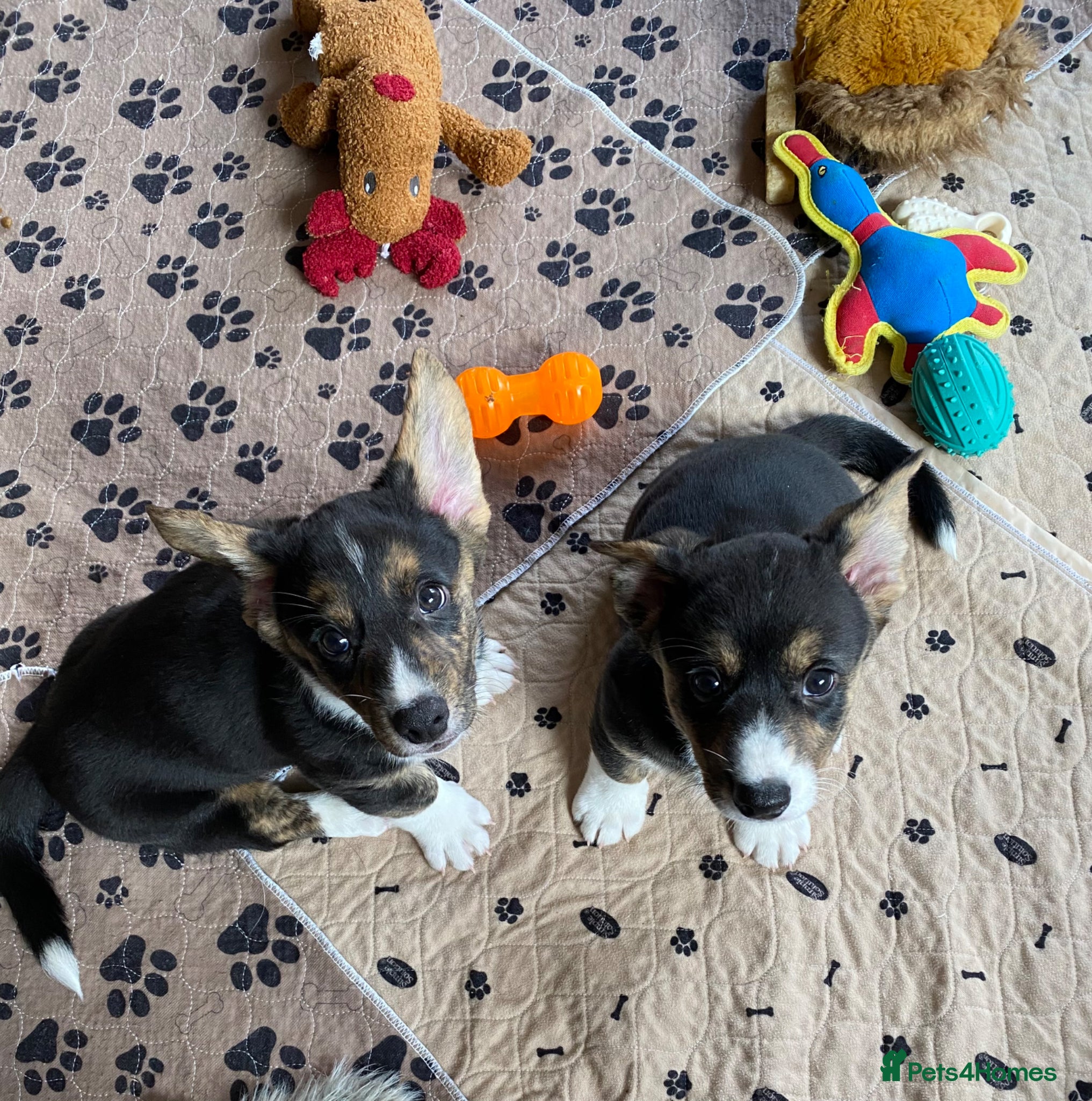 Welsh Corgi Cardigan dogs WELSH CARDIGAN CORGI BABIES - Advert 2