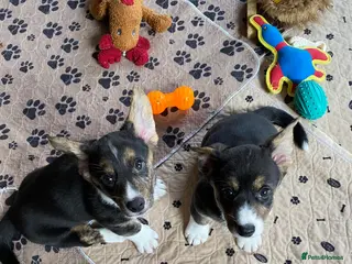 Welsh Corgi Cardigan dogs WELSH CARDIGAN CORGI BABIES - Advert 2