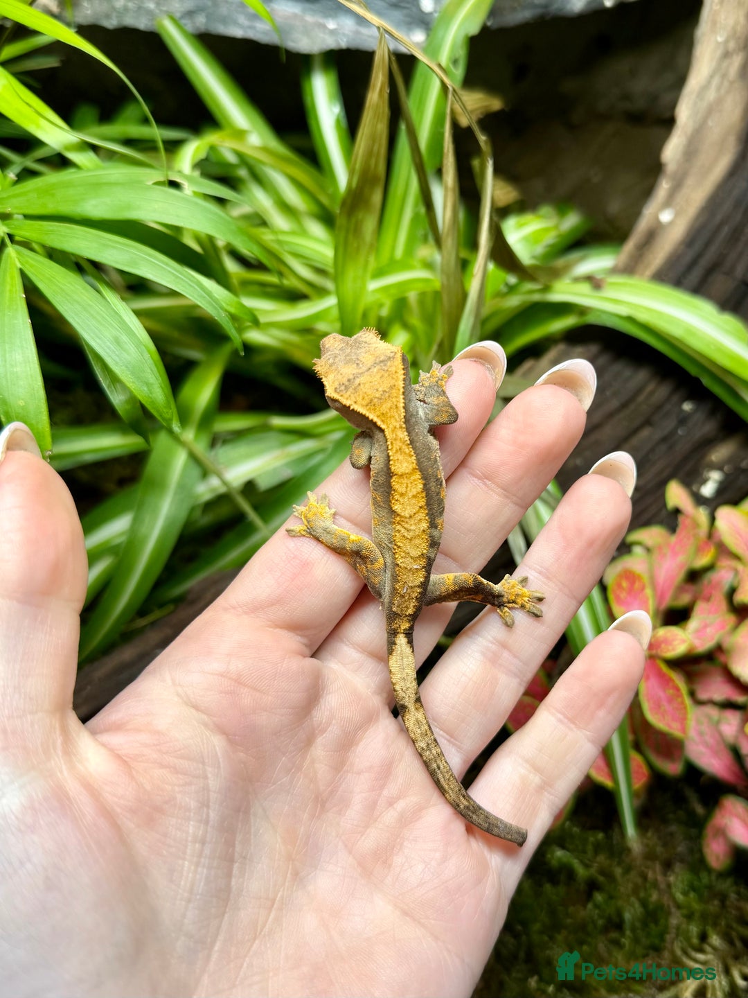 Lizard reptiles for sale: Mixture of Crested Geckos - Advert 11