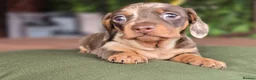 Miniature Dachshund dogs for sale: 1 little choc and tan girl ready to go now  - Advert 14