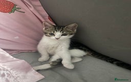 Domestic Shorthair cats for sale: Two Adorable 13-Week-Old Female Kitten - Image 8
