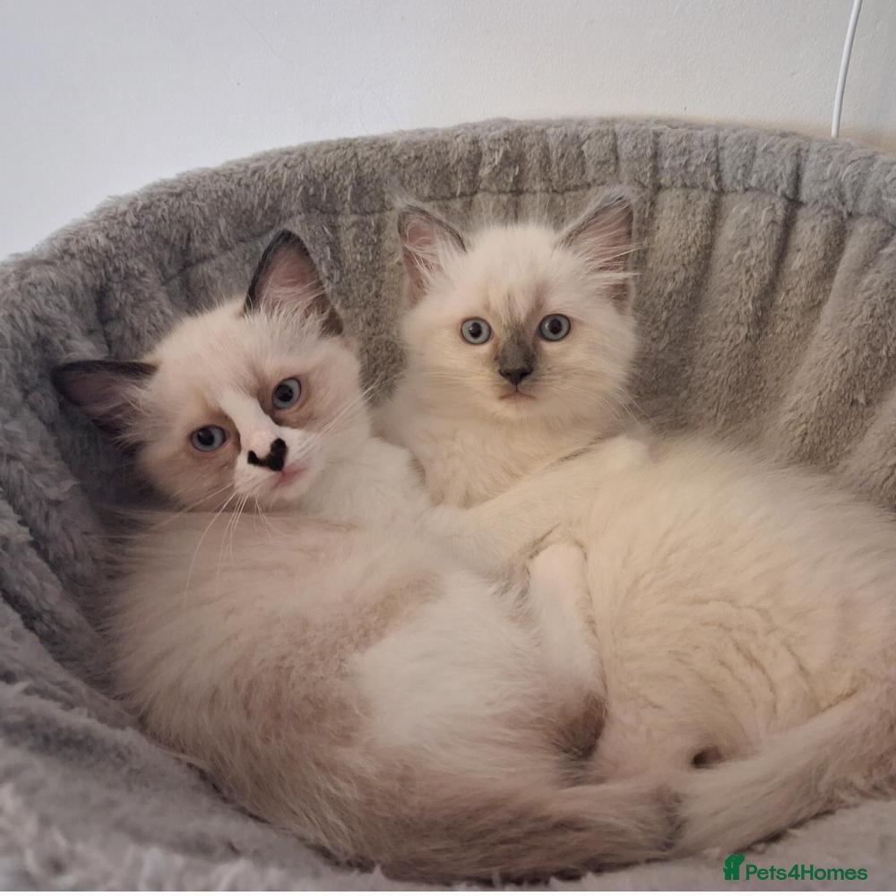 Ragdoll cats Pure bred Female Ragdoll Kittens Bi-Colour  - Advert 1