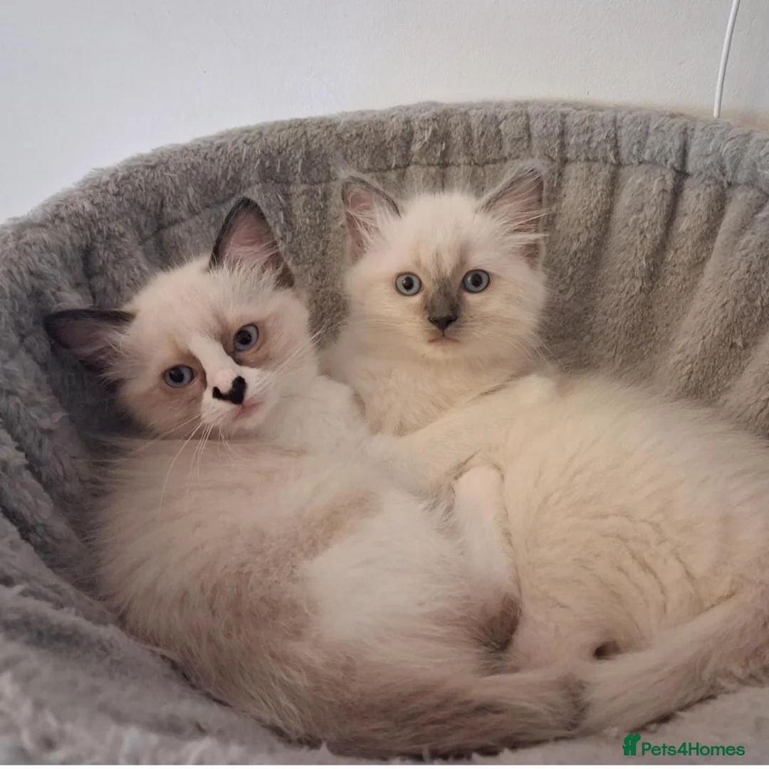 Ragdoll cats for sale: Pure bred Female Ragdoll Kittens Bi-Colour  - Advert 1