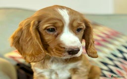 Cocker Spaniel dogs for sale: KC Cocker spaniel pups  - Image 10