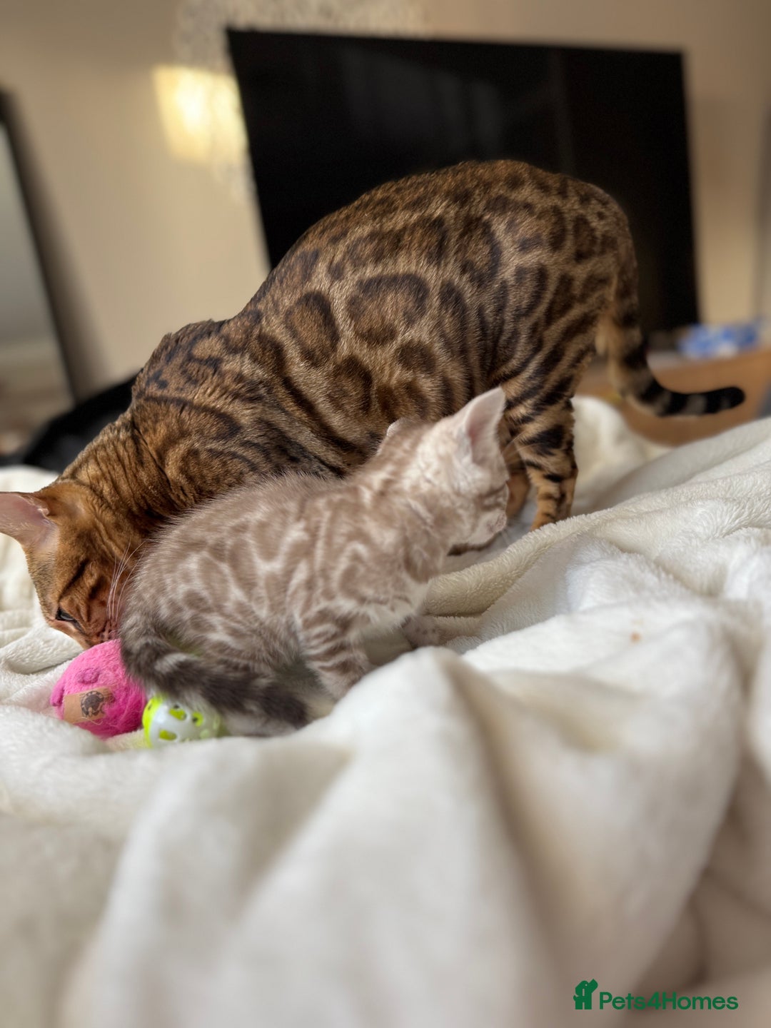 Bengal cats for sale: Purebred Bengal Kittens – Ready for Loving Homes - Advert 13